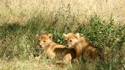 两个棕色的狮子幼崽草

